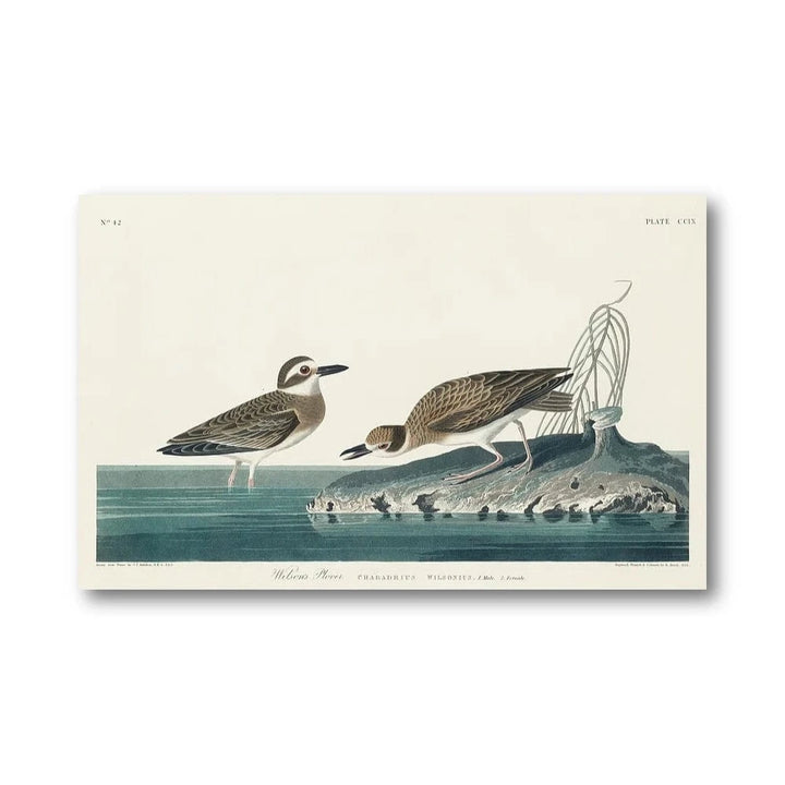 Wilsons Plover Audubon Art Print