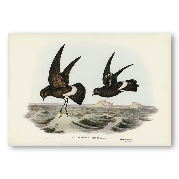 Wilsons Storm Petrel by Elizabeth Gould Art Print