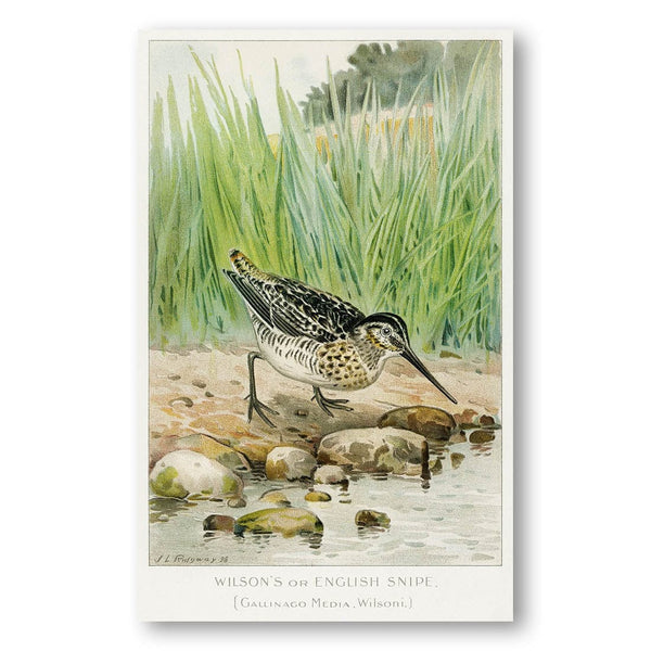 Wilsons or English Snipe by Ridgway Art Print