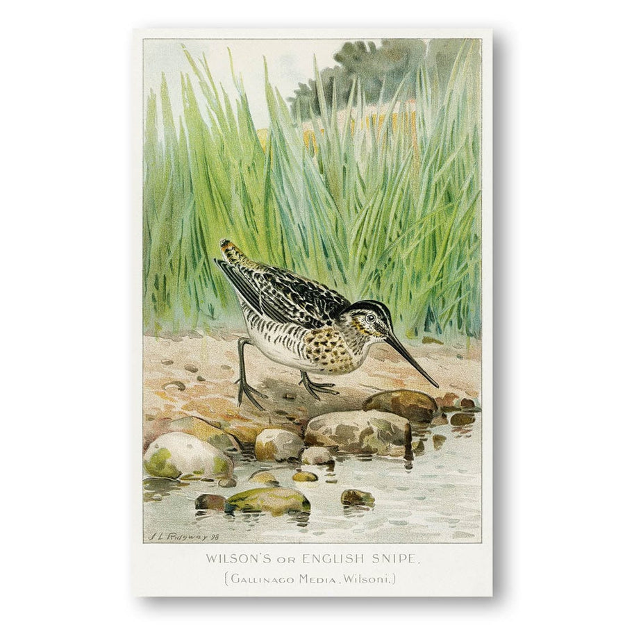 Wilsons or English Snipe by Ridgway Art Print