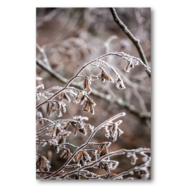 Winter Branches 18 Photo Print