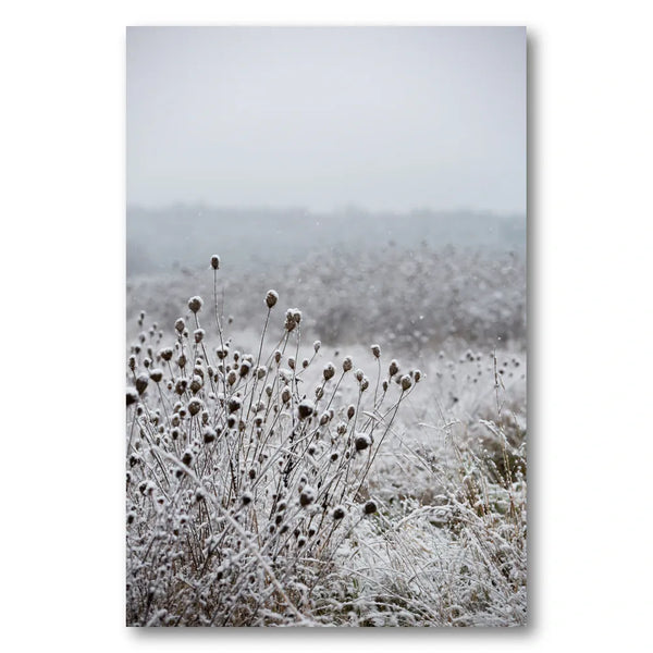 Winter Field 4 Photo Print