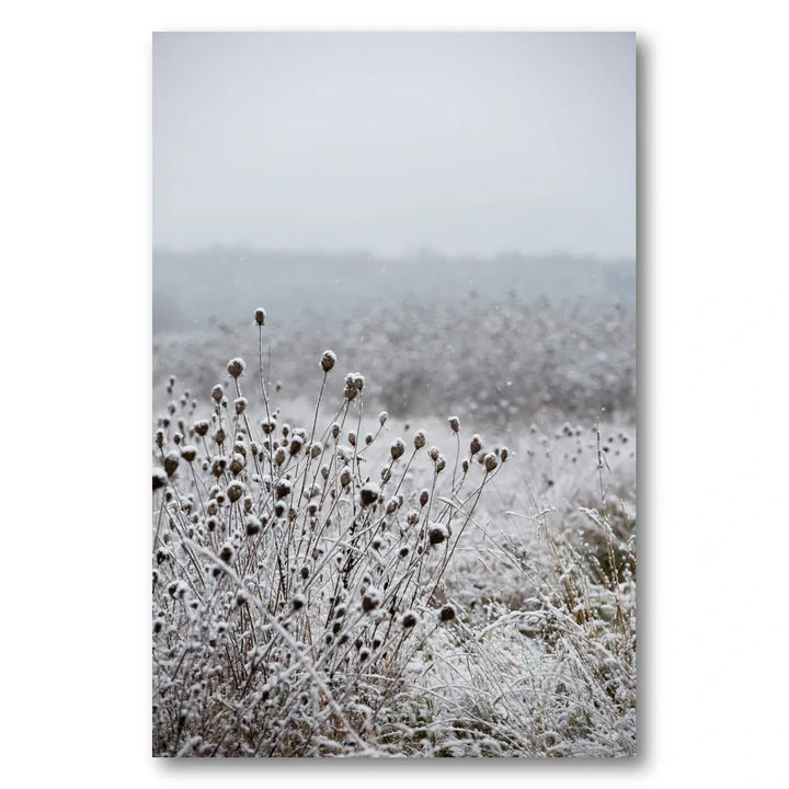 Winter Field 4 Photo Print