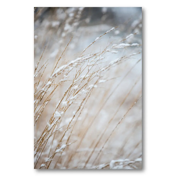 Winter Grass Photo Print