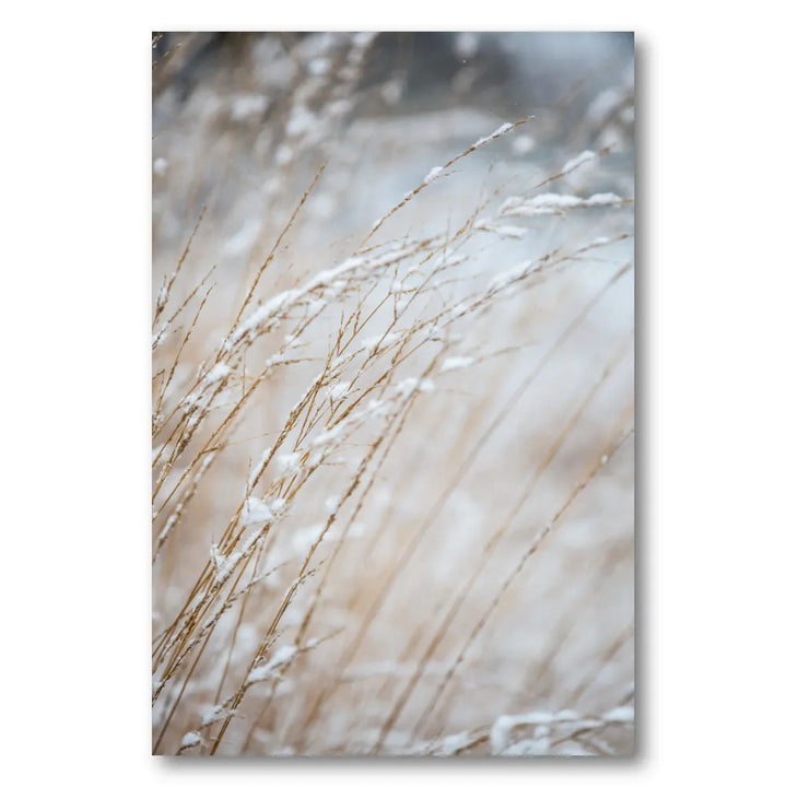 Winter Grass Photo Print
