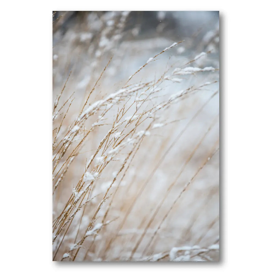 Winter Grass Photo Print