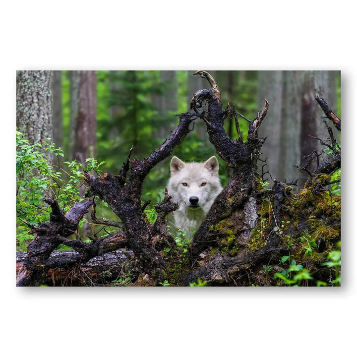 Forest Guard Wolf Photo Print