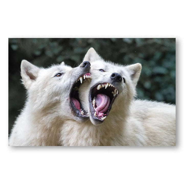 Wolf Embrace Photo Print