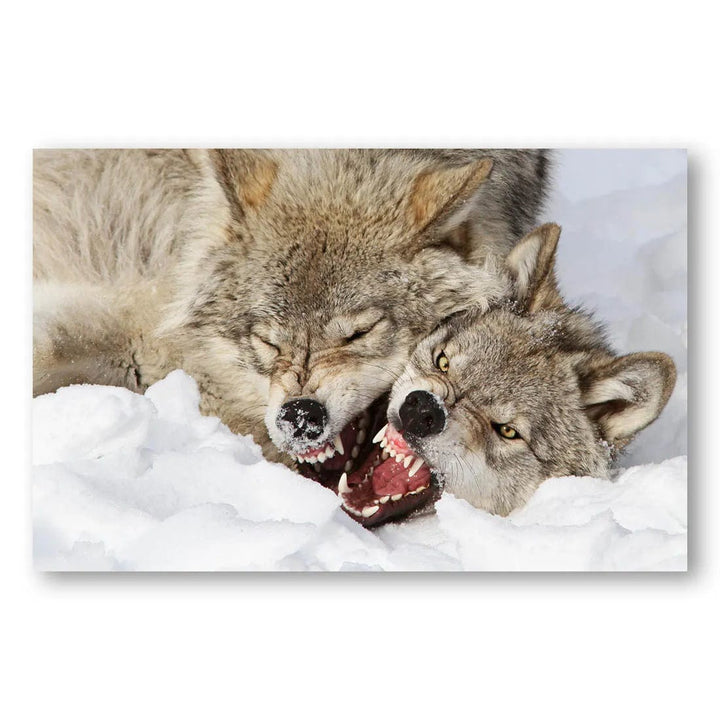 Snowbound Fierce Wolves Photo Print