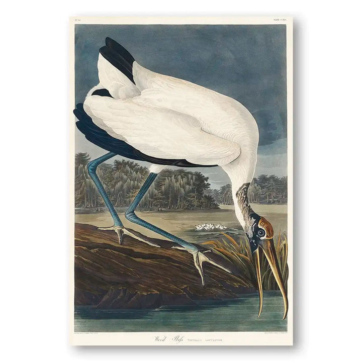 Wood Ibiss by John James Audubon Art Print