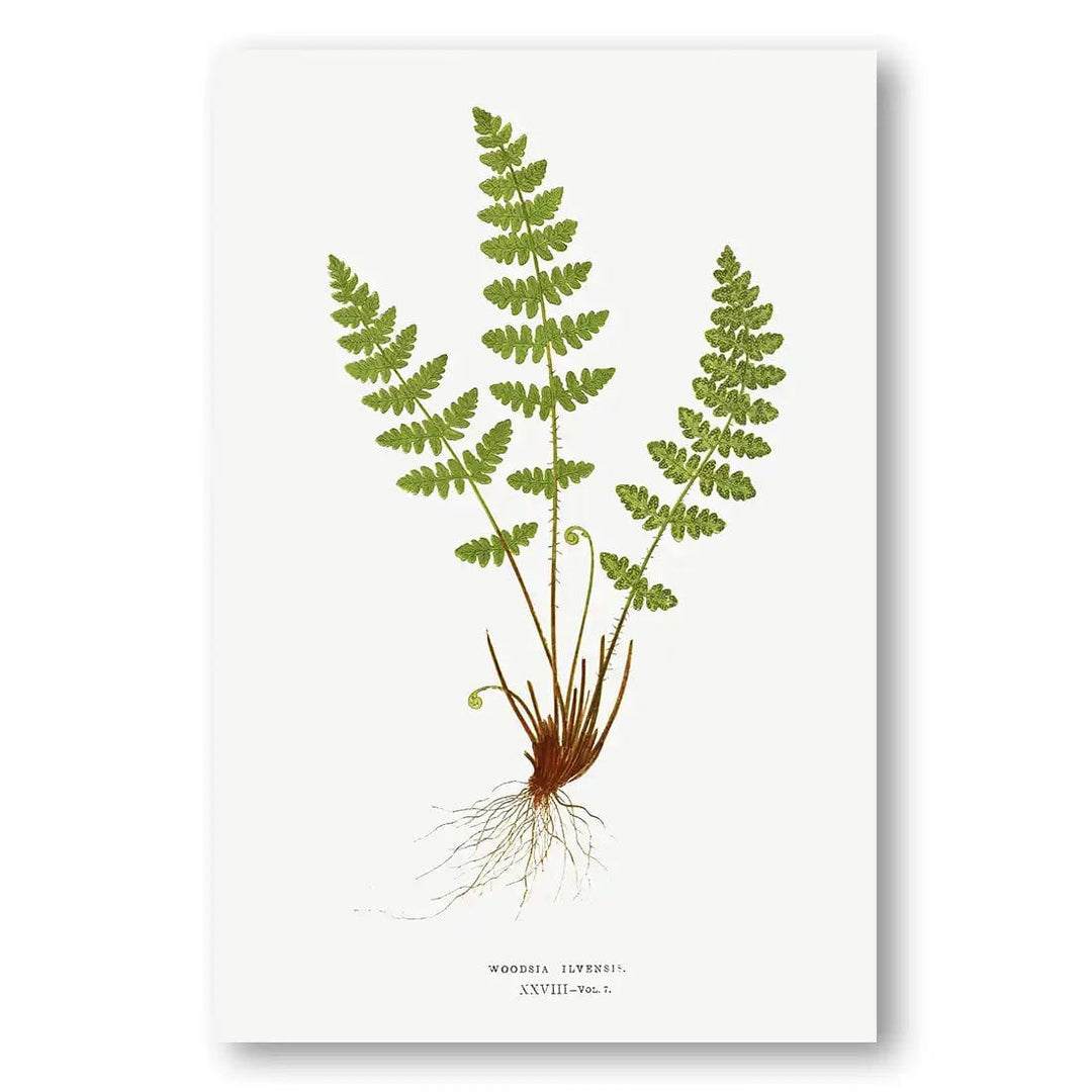 Woodsia Fern Botanical Art Print