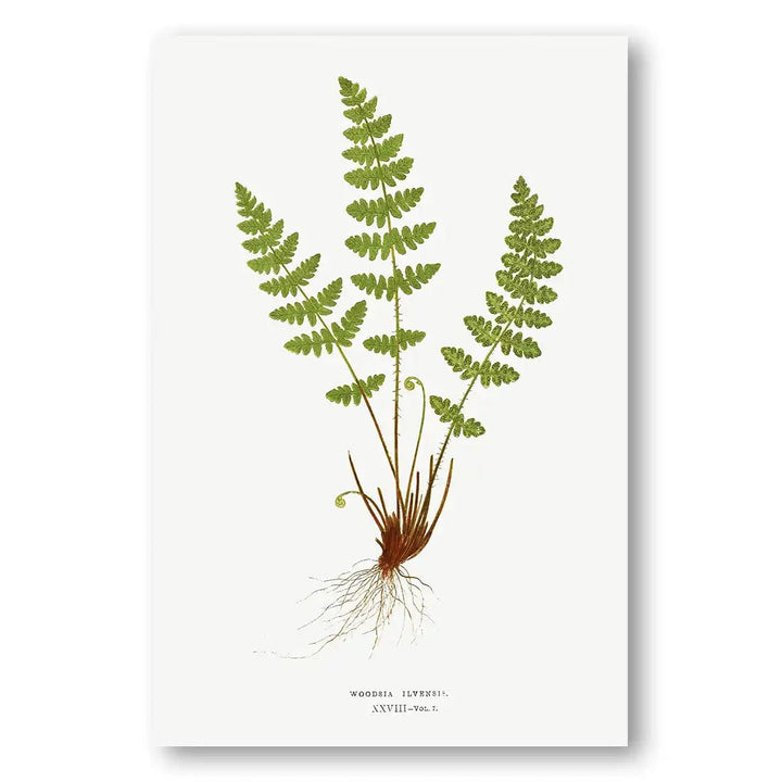 Woodsia Fern Botanical Art Print