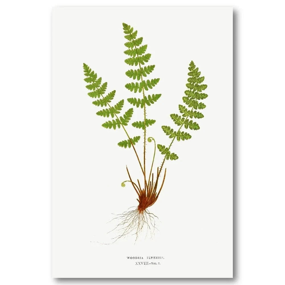 Woodsia vintage print, one of the pair