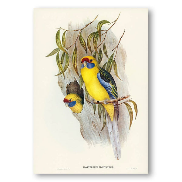 Yellow-bellied Parakeet by Elizabeth Gould Art Print