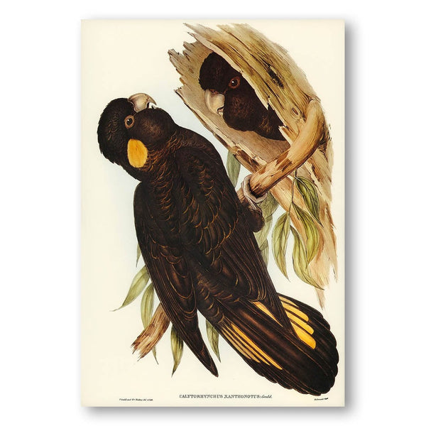Yellow-eared Black Cockatoo by Elizabeth Gould Art Print