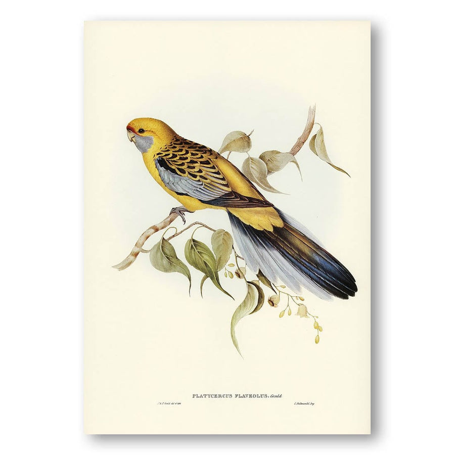 Yellow-rumped Parakeet by Elizabeth Gould Art Print