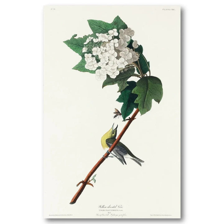 Yellow-Throated Vireo Art Print