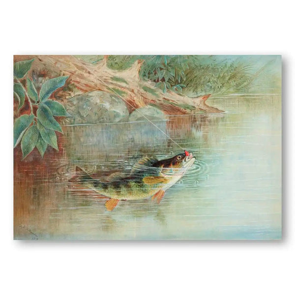 Yellow Perch by Samuel Kilbourne Fish Art Print