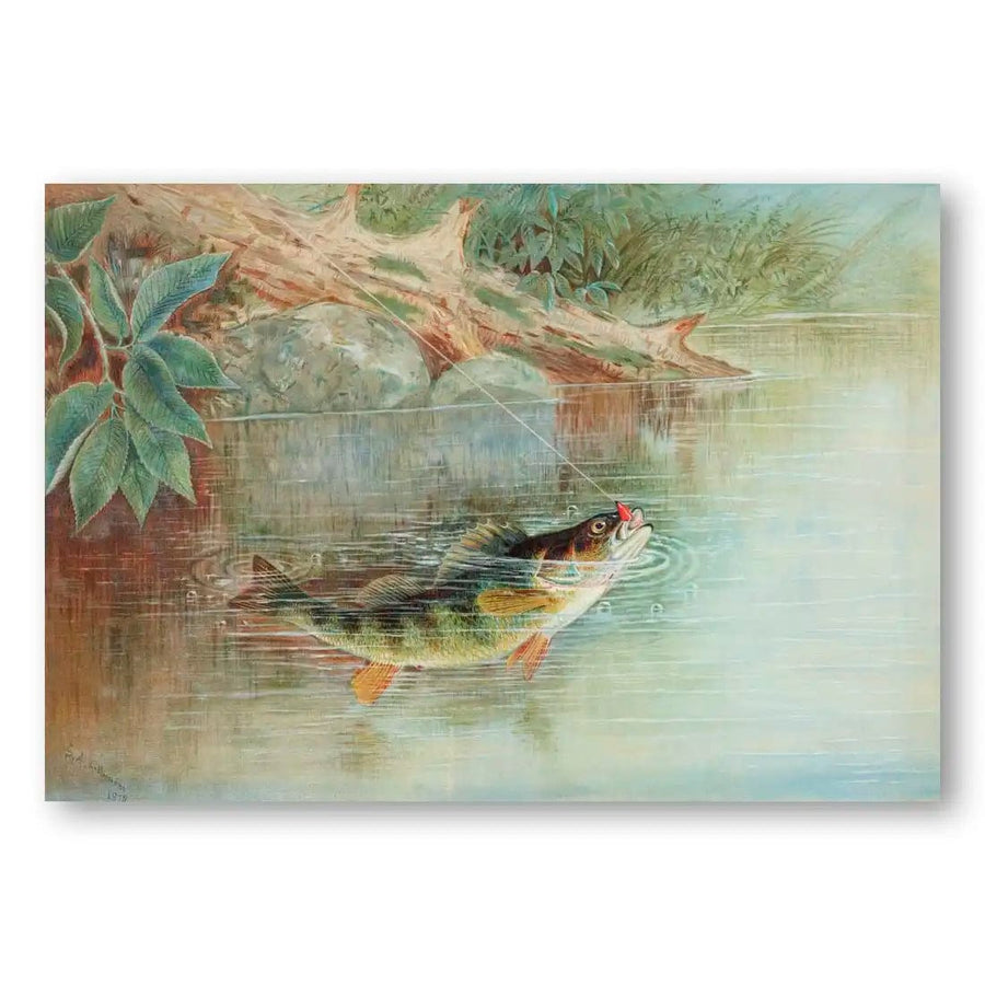 Yellow Perch by Samuel Kilbourne Fish Art Print