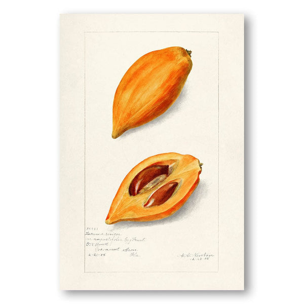 Yellow Sapote by A. A. Newton Art Print