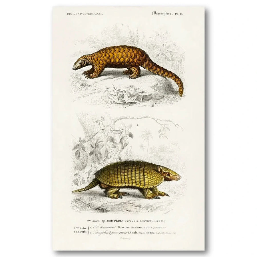 Yellow Armadillo and Pangolin by Charles Dessalines Art Print