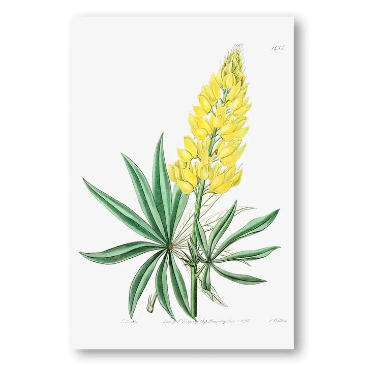 Sunlit Lupine Elegance Art Print