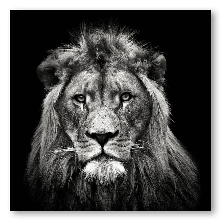 Majestic Young Lion Photo Print