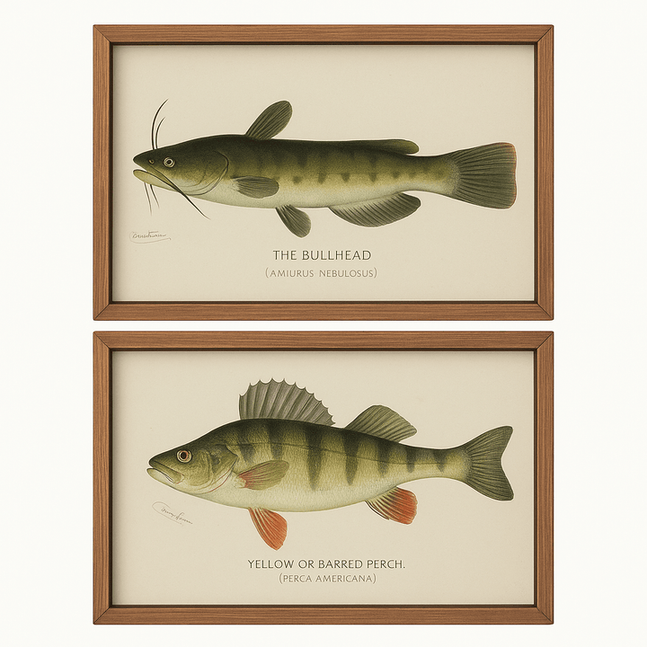 Bullhead & Yellow Perch Art Set