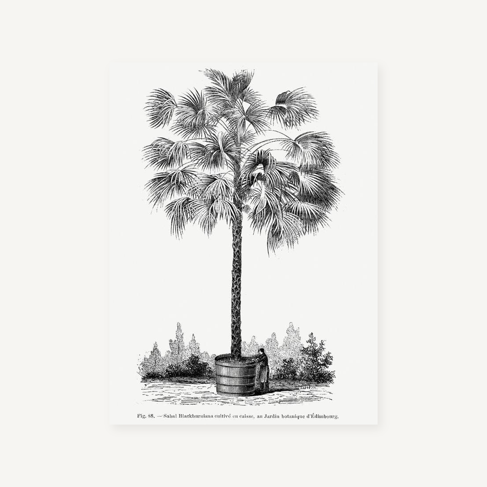 Bermuda Palmetto vintage print, one of the pair