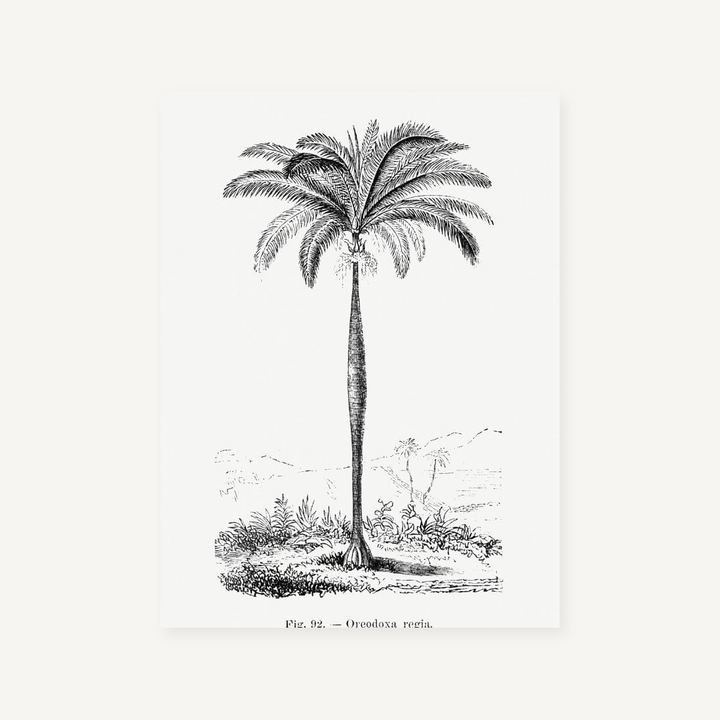 Royal Palm vintage print, one of the pair