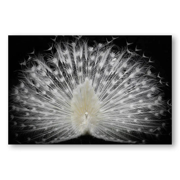 White Peacock Majesty Photo Print