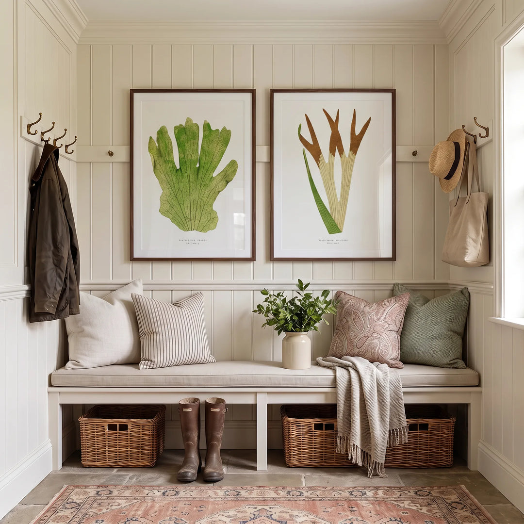 Platycerium Grande and Staghorn Fern Vintage Fern Pair framed above a boot room bench
