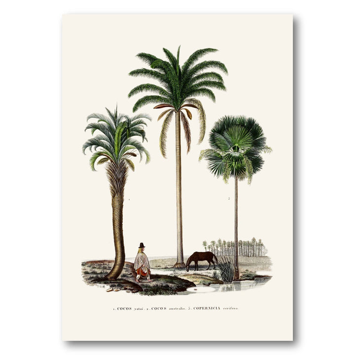 Brazilian Palms No. 1 Art Print