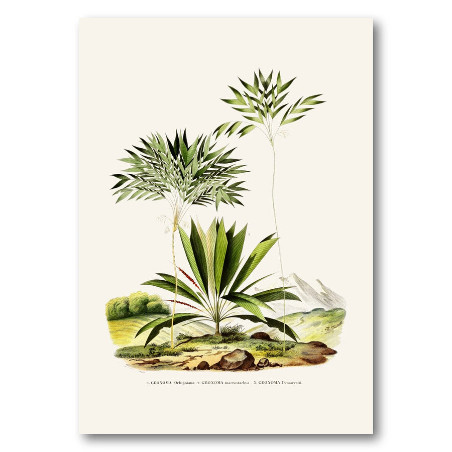 Brazilian Palms No. 11 Art Print