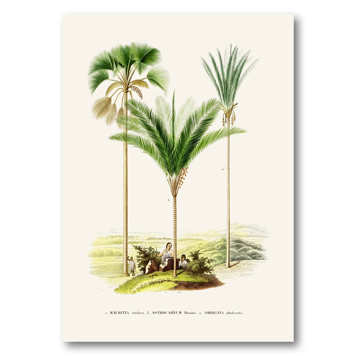 Brazilian Palms No. 13 Art Print