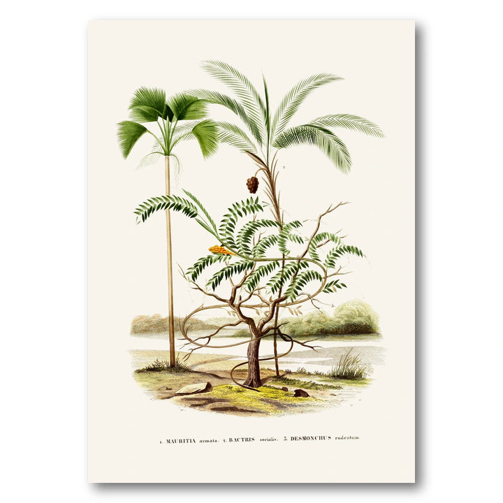 Brazilian Palms No. 14 Art Print