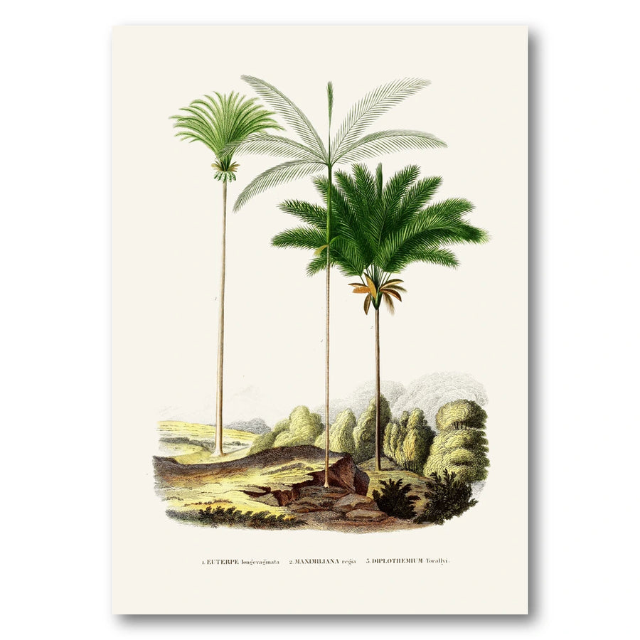 Brazilian Palms No. 15 Art Print