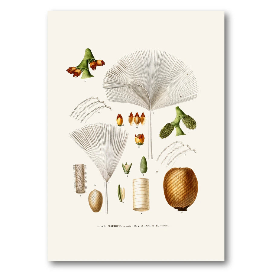Brazilian Palms No. 16 Art Print
