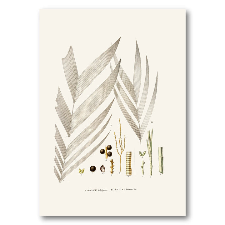 Brazilian Palms No. 17 Art Print