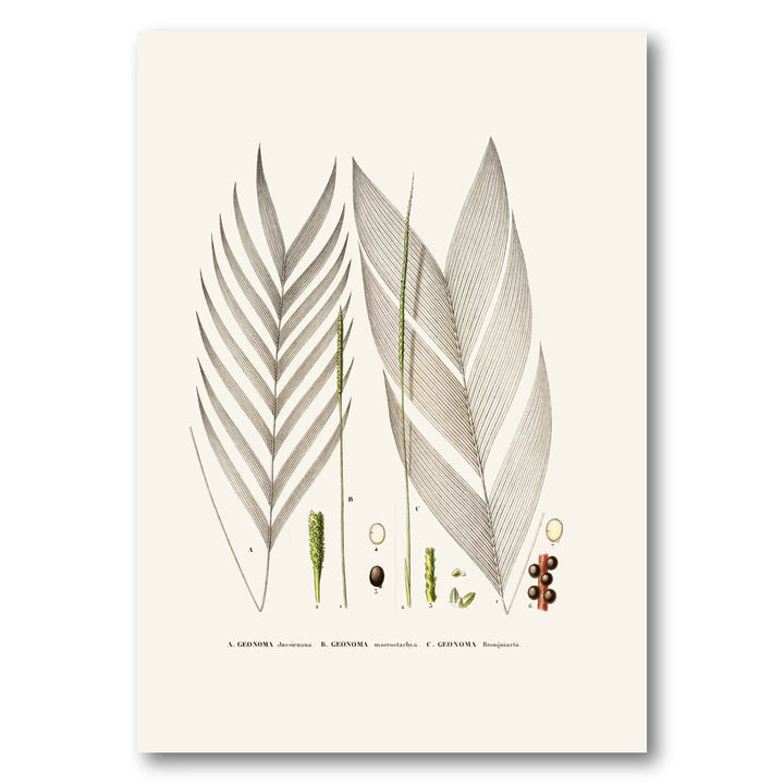 Brazilian Palms No. 18 Art Print