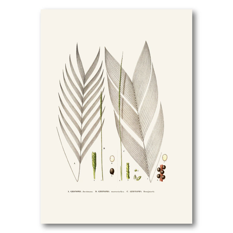 Brazilian Palms No. 18 Art Print
