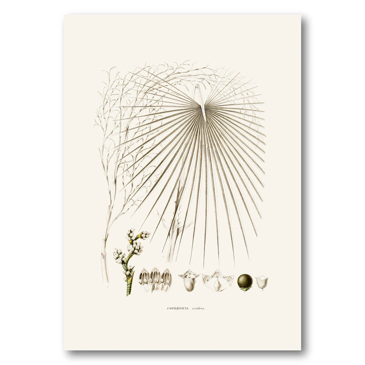Brazilian Palms No. 19 Art Print