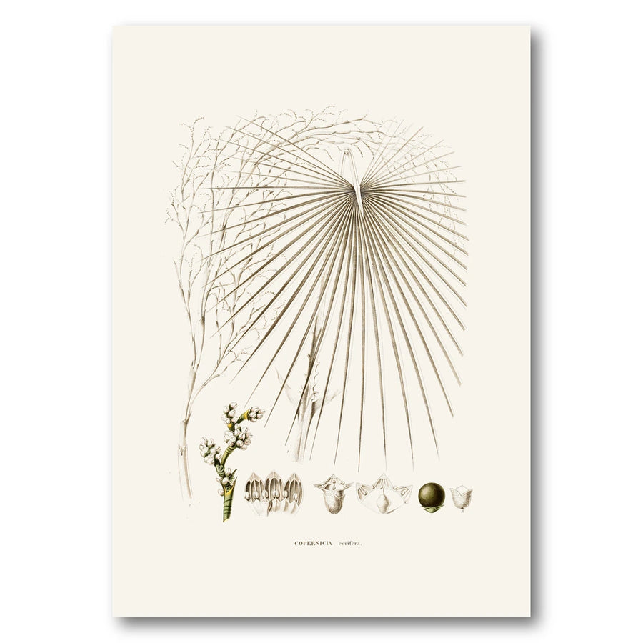 Brazilian Palms No. 19 Art Print