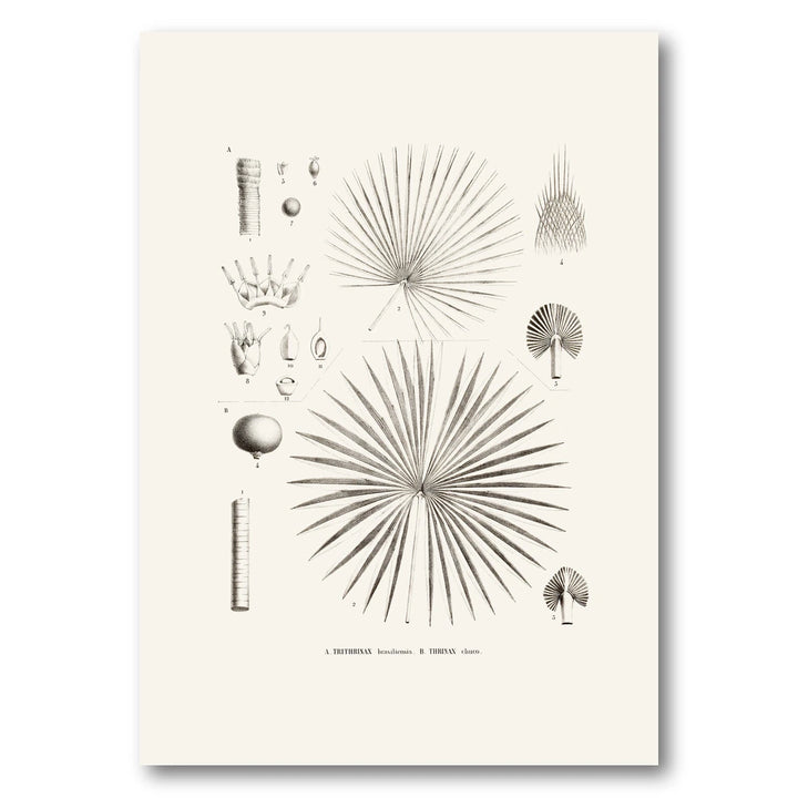 Brazilian Palms No. 20 Art Print