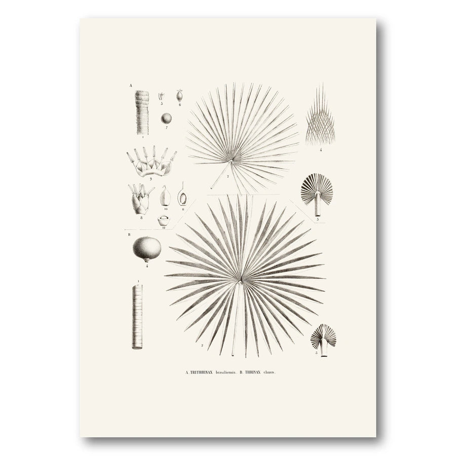 Brazilian Palms No. 20 Art Print
