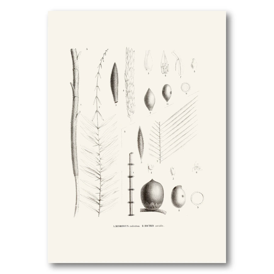 Brazilian Palms No. 21 Art Print