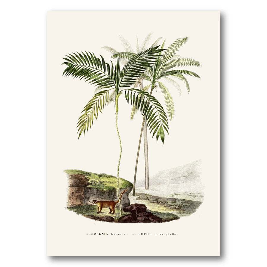 Brazilian Palms No. 3 Art Print