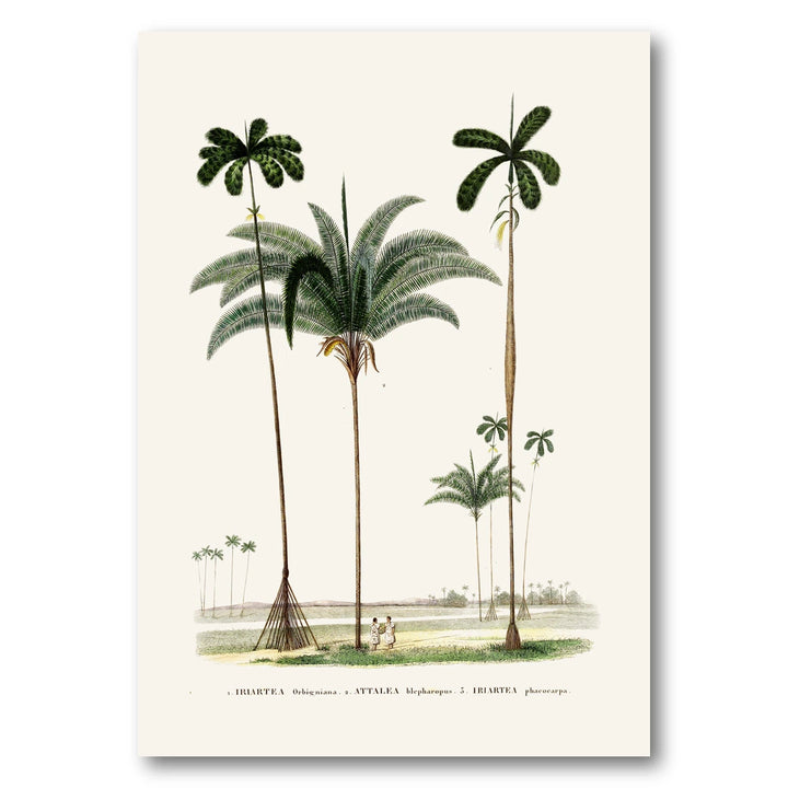 Brazilian Palms No. 5 Art Print
