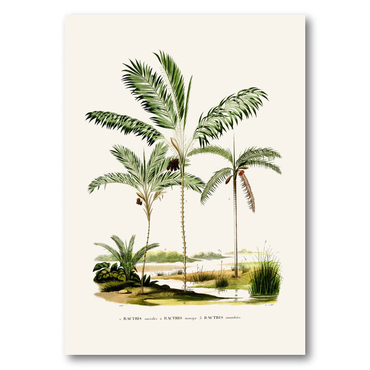 Brazilian Palms No. 7 Art Print