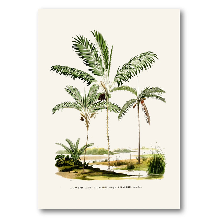 Brazilian Palms No. 7 Art Print